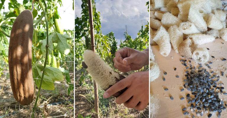 Portasapone Naturale in Luffa - Officina Naturae-Officina Naturae-accessori da bagno,cosmetico solido,luffa,porta solido,portasapone,sapone