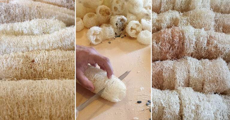 Portasapone Naturale in Luffa - Officina Naturae-Officina Naturae-accessori da bagno,cosmetico solido,luffa,porta solido,portasapone,sapone